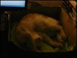 A tak jsem kočce pořídila super-prémiový značkový pelíšek i k počítači!