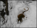 A tak milá myška strčila hlavu do sněhu
